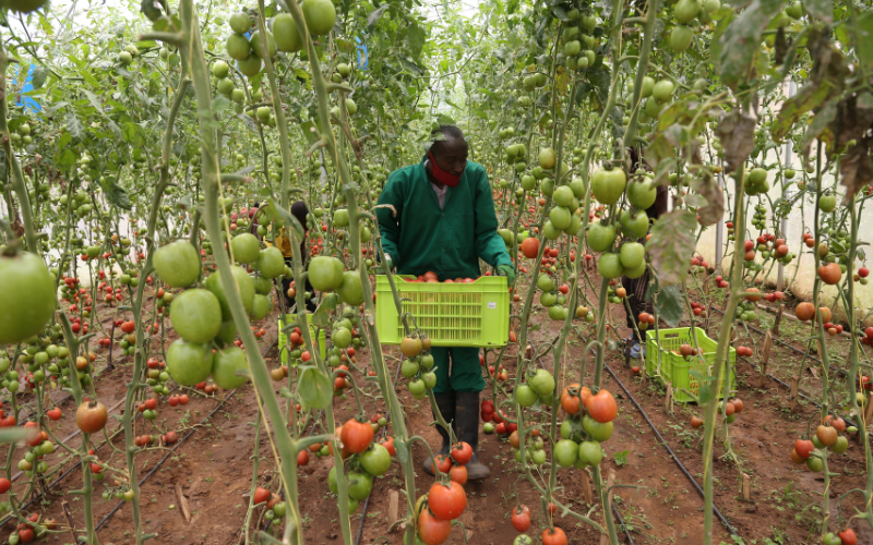 Rwanda’s Greenhouses Bring Growth Global Agriculture and Food